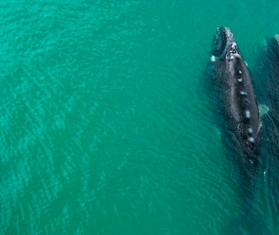 Paquete Puerto Madryn