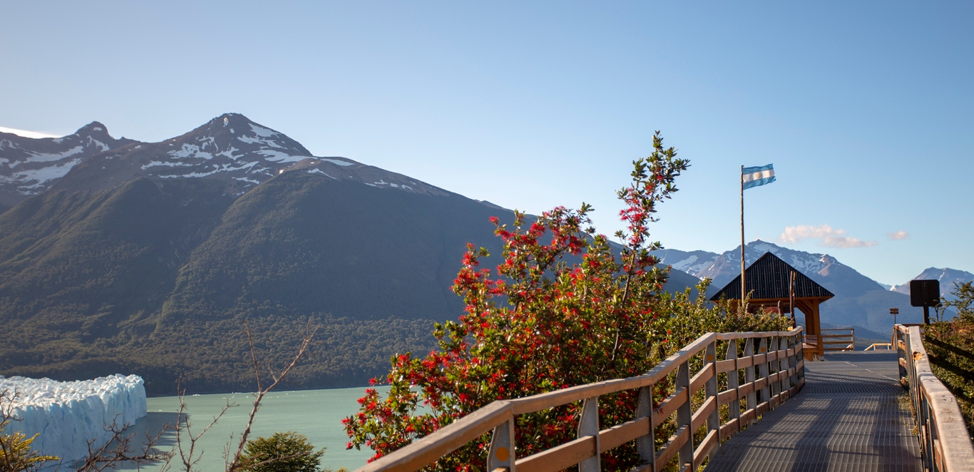 Calafate (141)