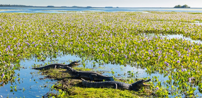 Esteros del Iberá