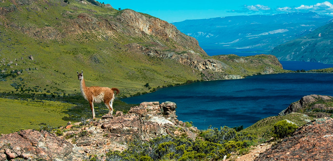 Parque Nacional Patagonia - Santa Cruz - Argentina