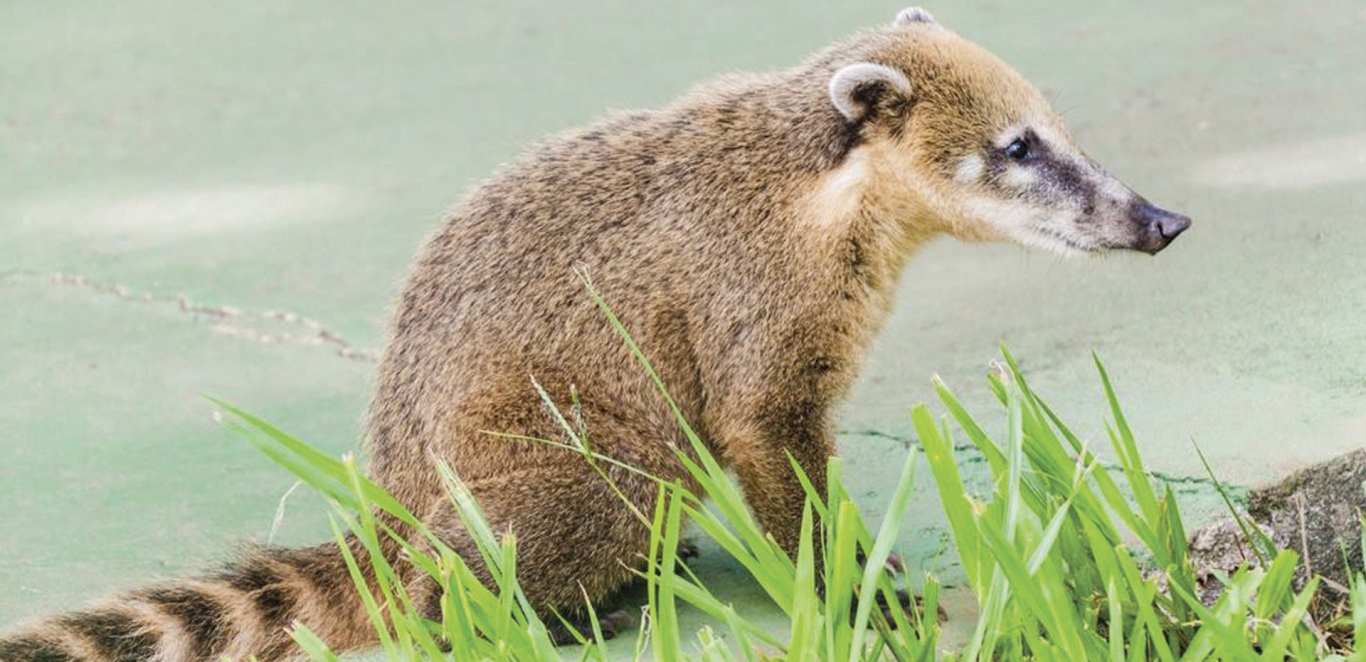 Cuat&Atilde;&shy; - Iguazu - Argentina