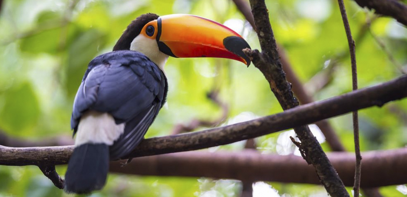 Parque das Aves