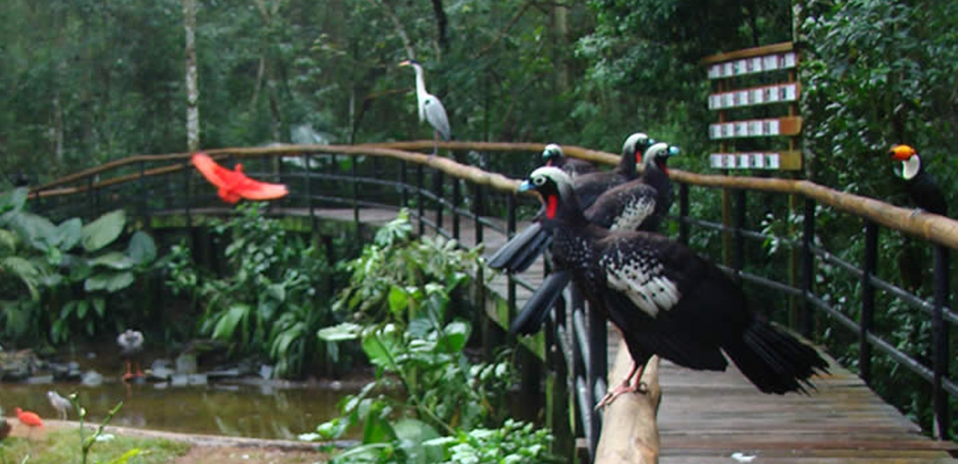 Parque das Aves - Foz do Iguazu - Brasil