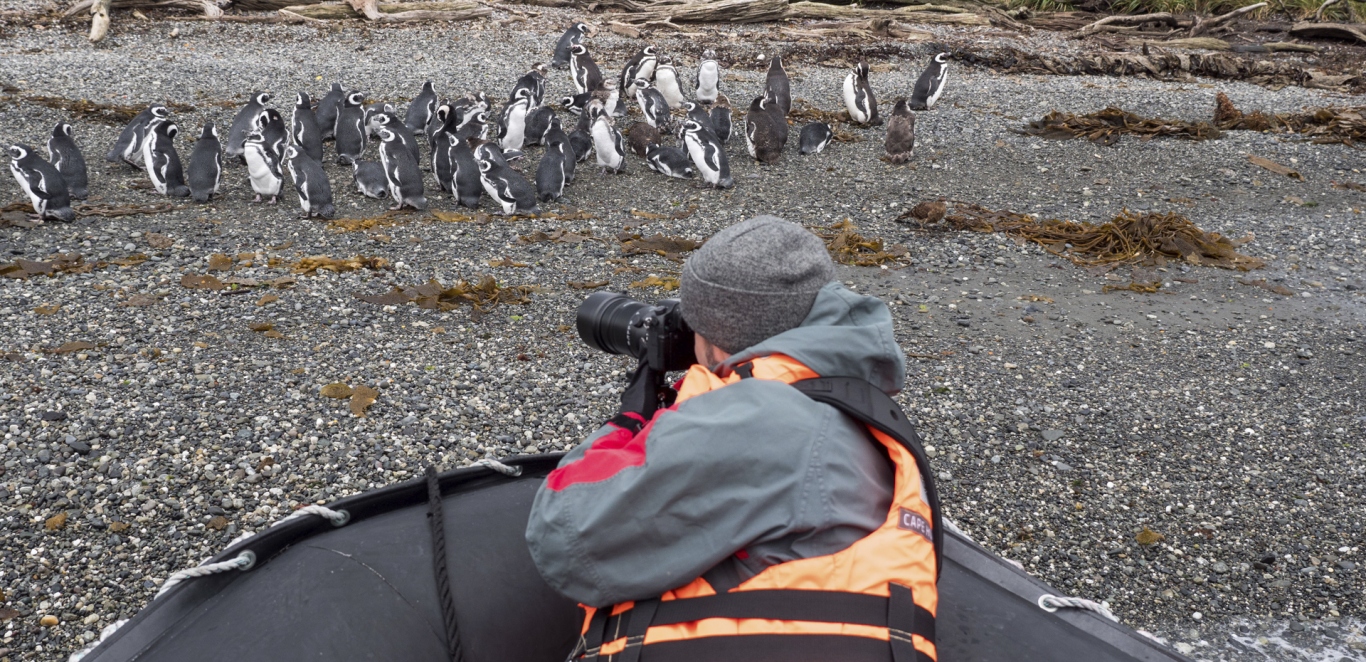 Ping&Atilde;&frac14;inos - Barco Stella Australis