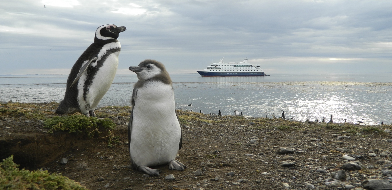 Ping&Atilde;&frac14;inos - Barco Ventus Australis