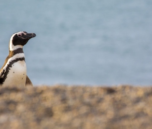 EXCURSIONES PUERTO MADRYN