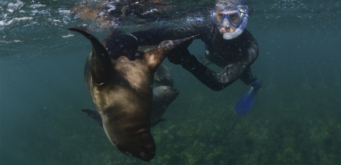 Snorkelling con lobos marinos