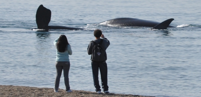 Avistaje de ballenas desde la costa