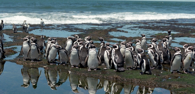 Pinguinos en Punta Tombo