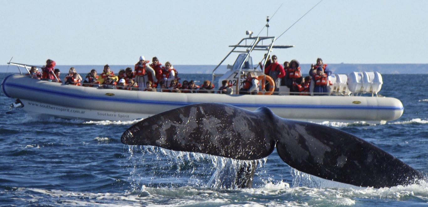 Ballena Franca Austral - Peninsula de Valdes