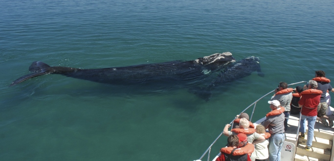 Peninsula de Valdés sur con avistaje de Ballenas