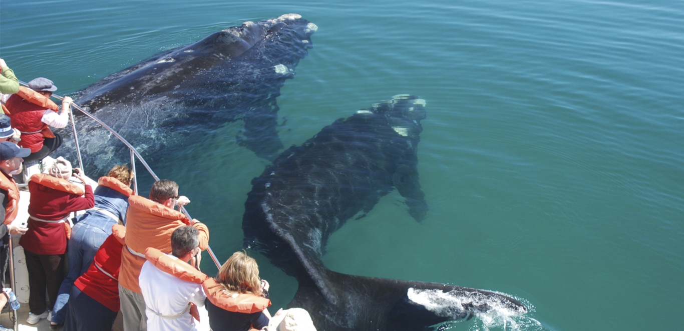 Ballena Franca Austral - Peninsula de Valdes