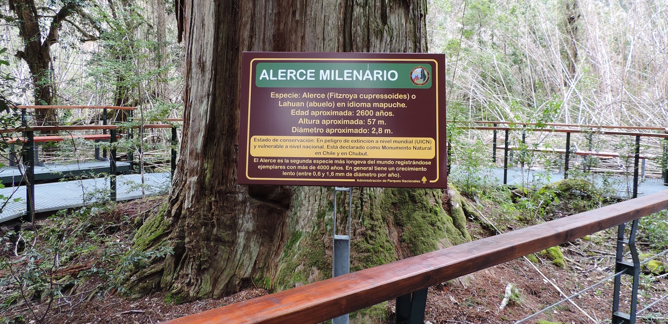 Alerce Milenario - Esquel