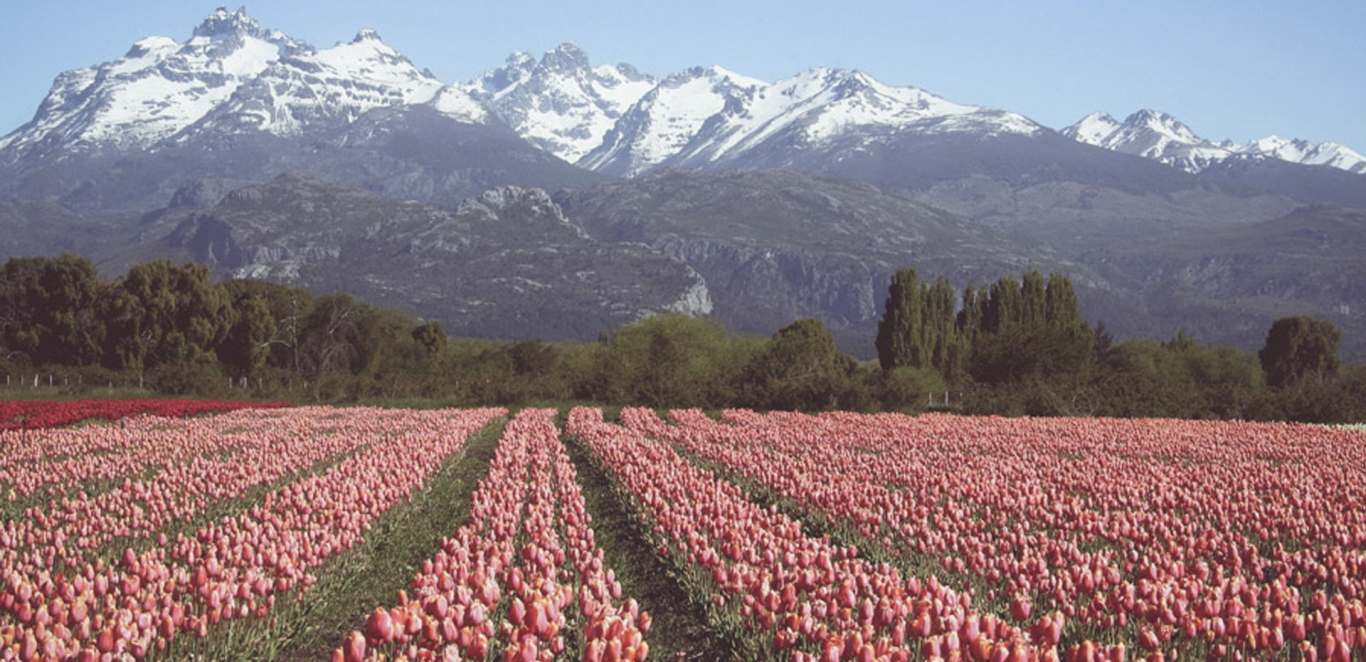 Tulipanes - Esquel