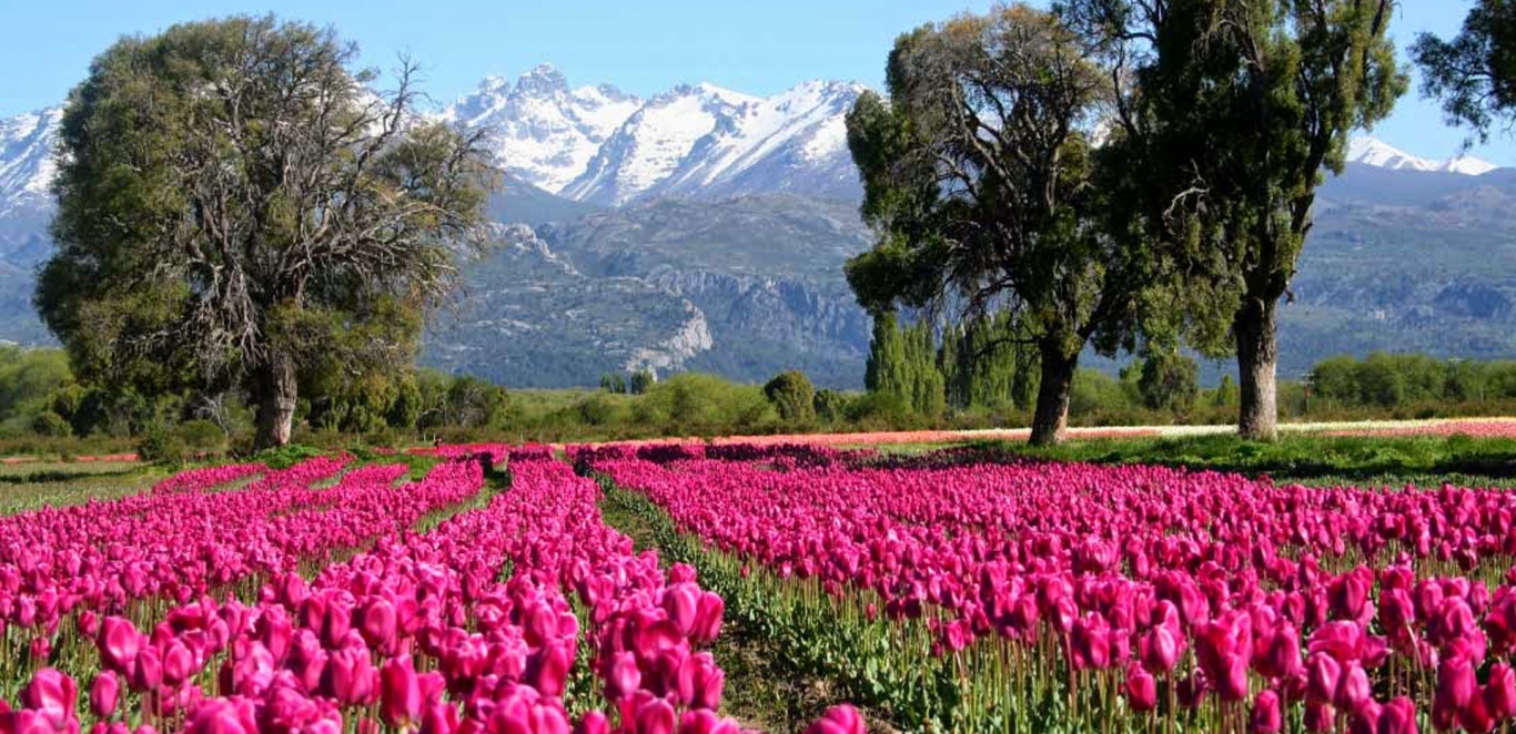 Campo de Tulipanes - Esquel - Chubut