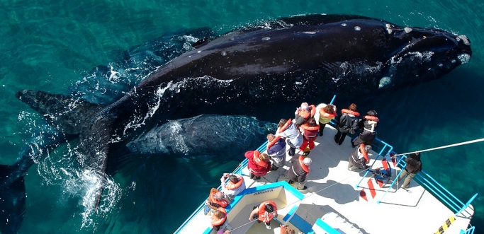 Peninsula con avistaje de ballenas y Estancia San Lorenzo