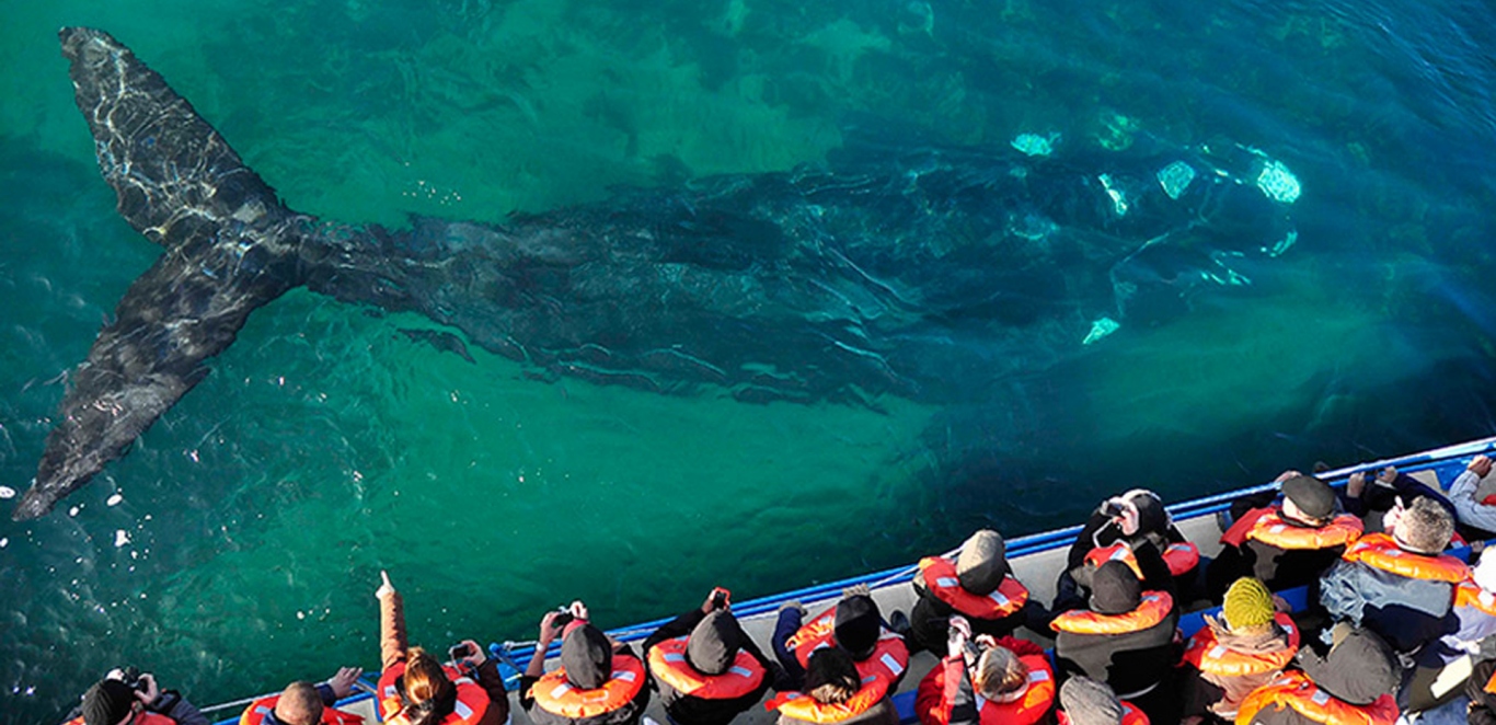 Avistaje de ballena Franca Austral