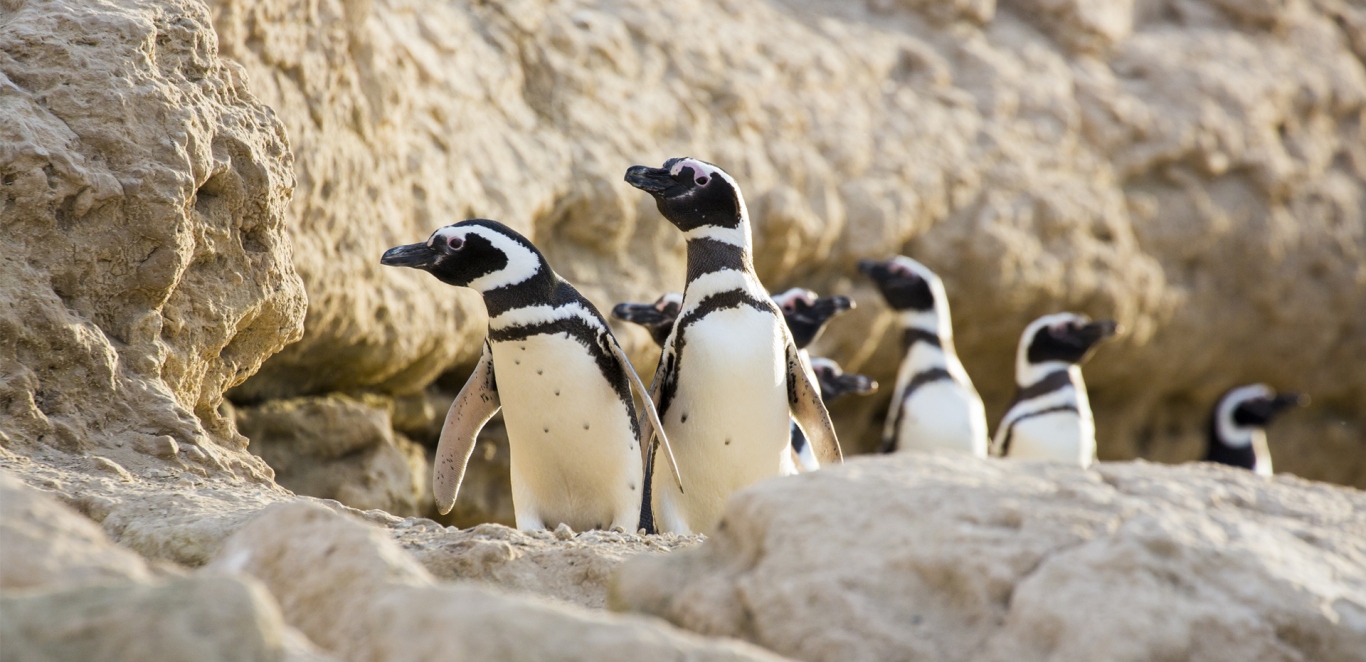 Ping&Atilde;&frac14;inos en Estancia San Lorenzo - Peninsula de 