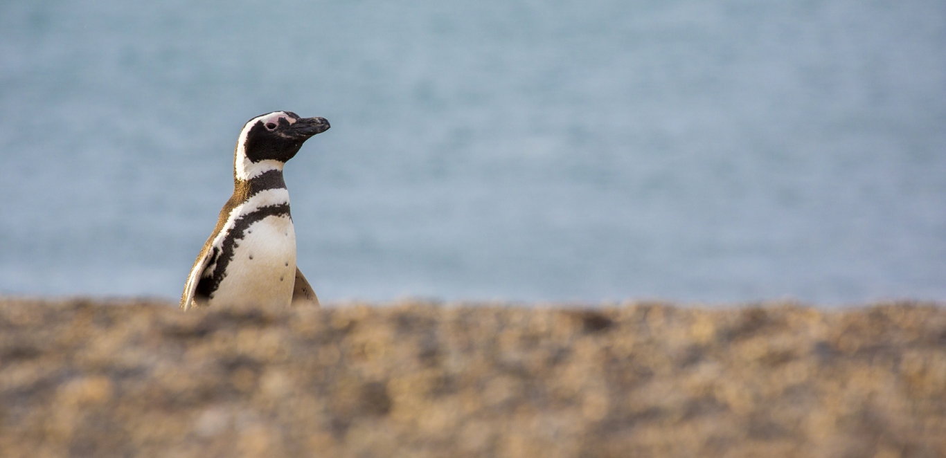 Estancia San Lorenzo - Puerto Madryn