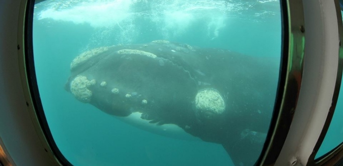 Solo ballenas - Avistaje en Yellow Submarine