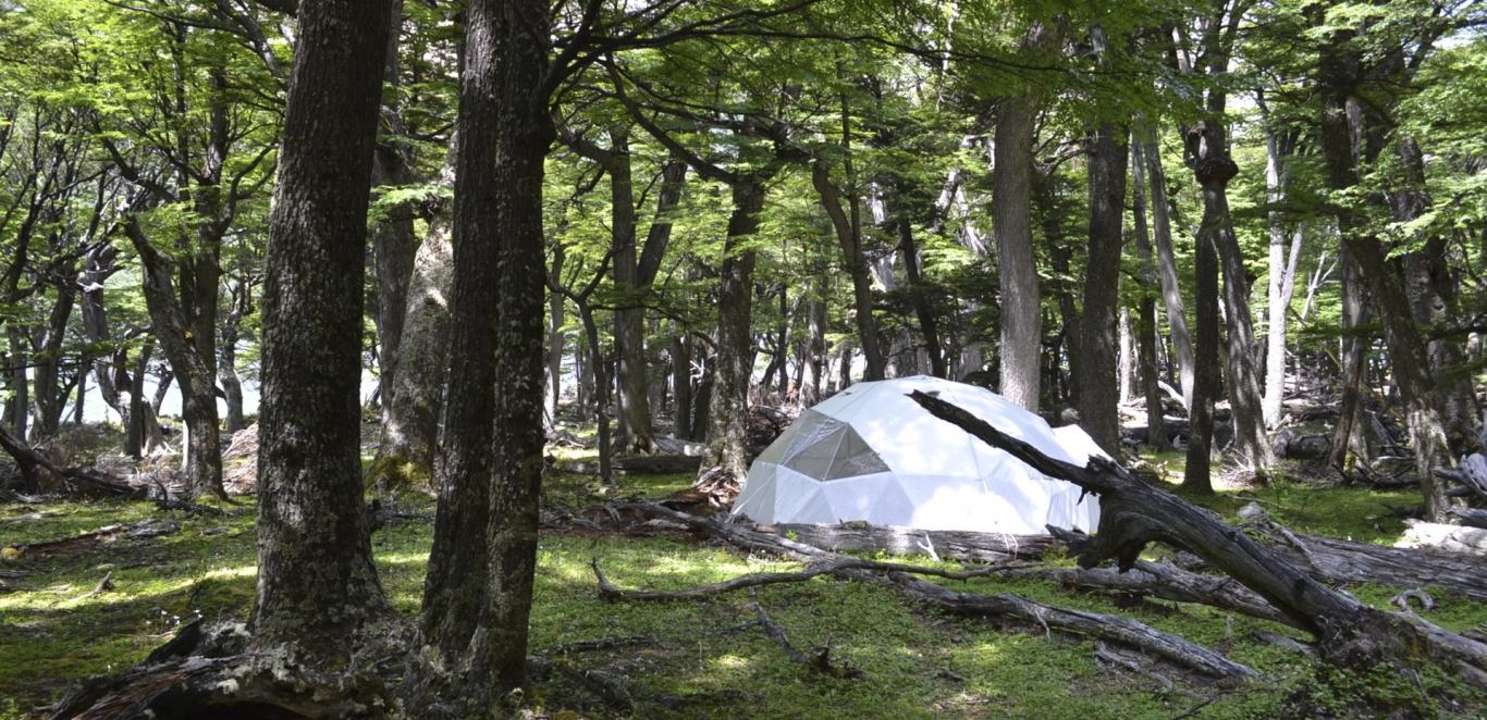 Bosque - El Chalten