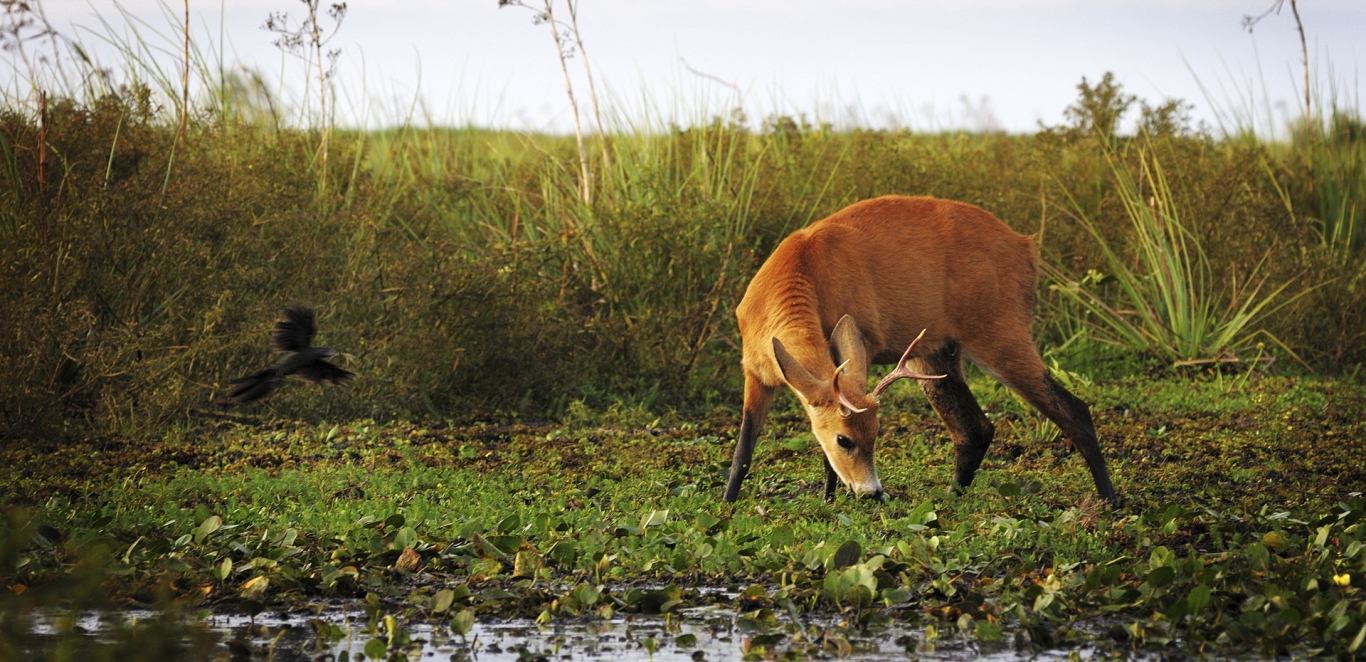 Esteros del Ibera - Corrientes - Argentina