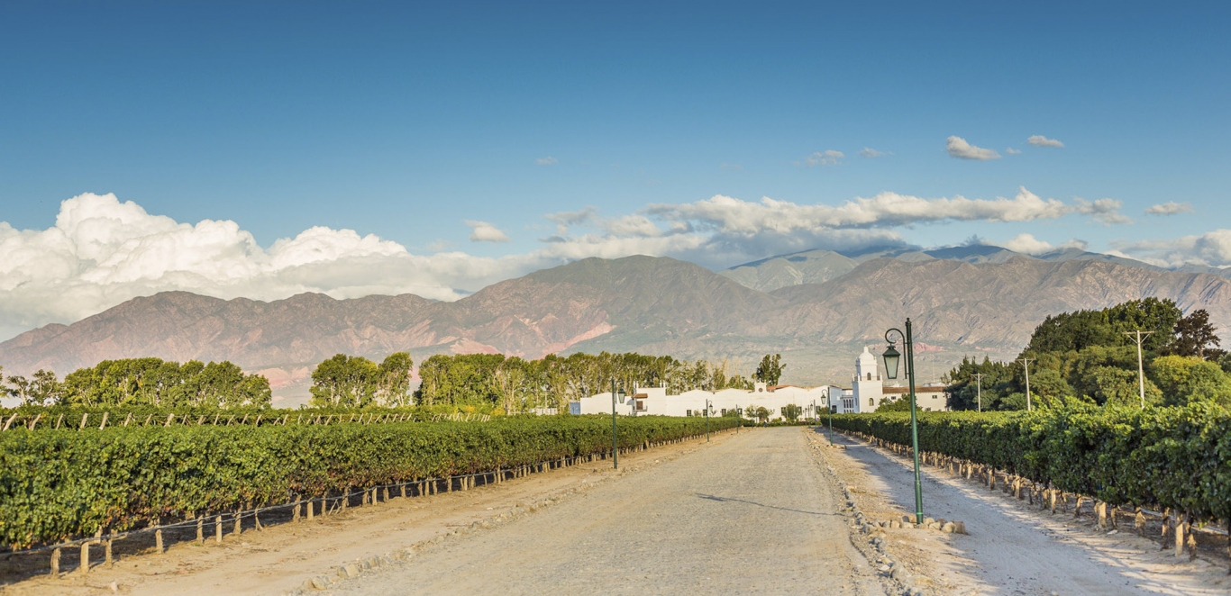 Vi&Atilde;&plusmn;edos Cafayate - Salta - Norte Argentino