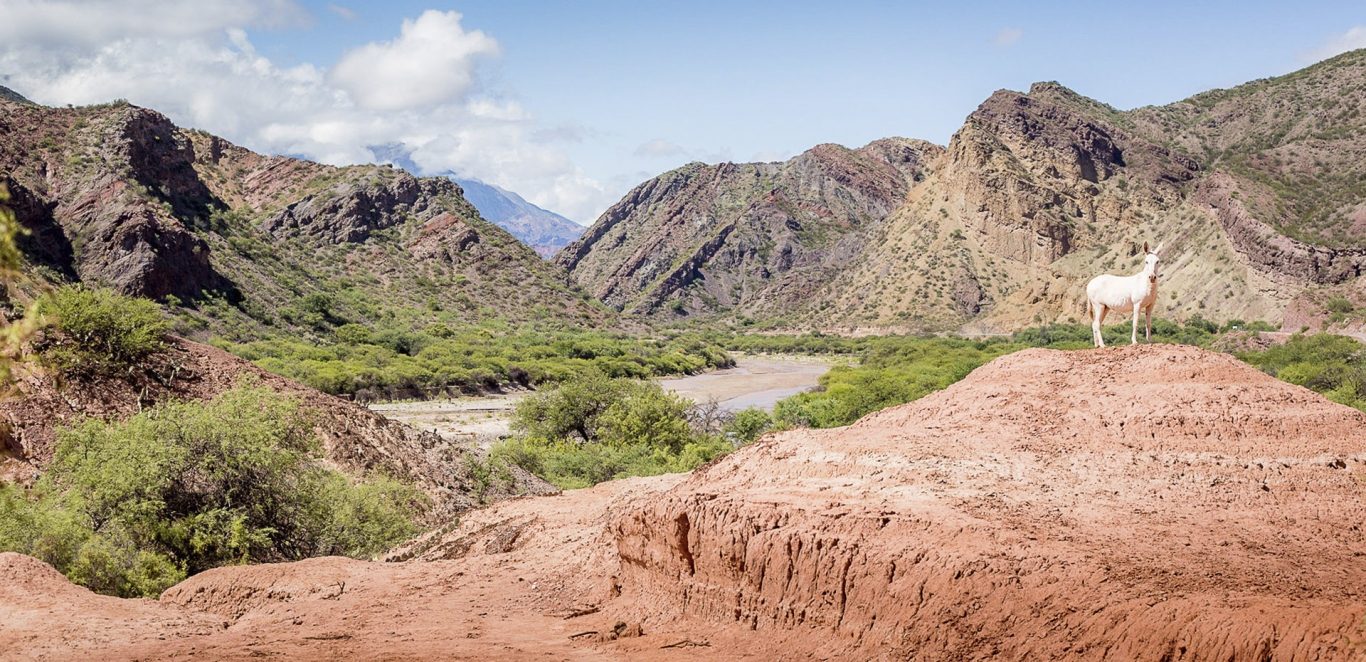 Cafayate tierra de vinos