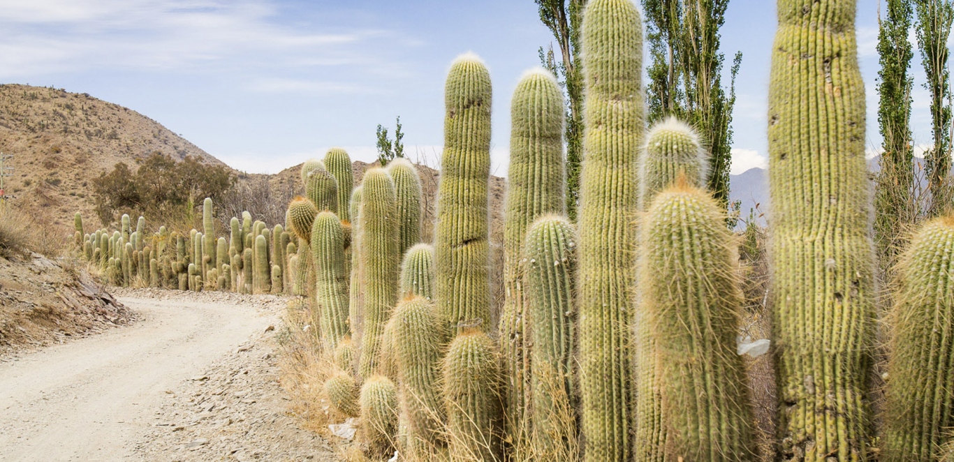 Parque Nacional Los Cardones - Cachi - Salta