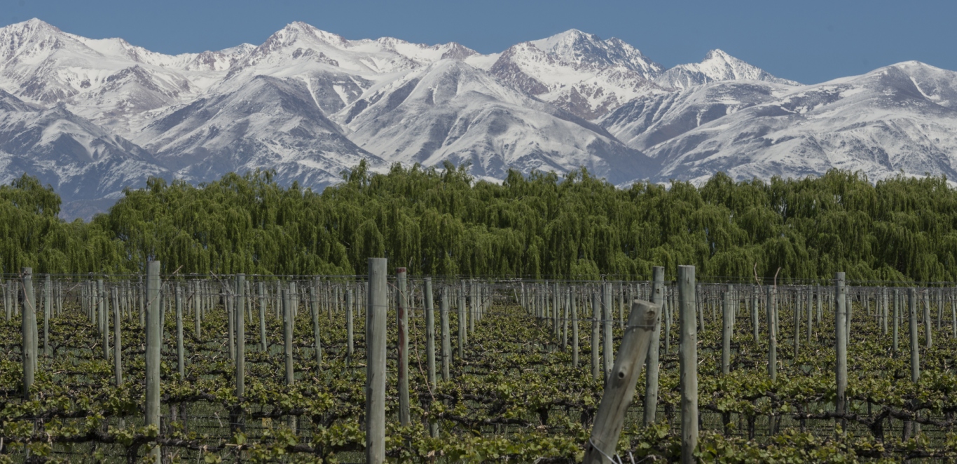 Vi&Atilde;&plusmn;edos Mendoza - Ruta del vino