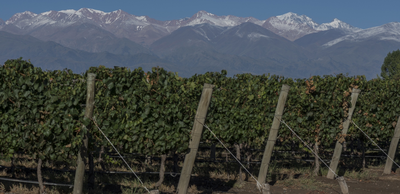 Ruta del vino Mendoza
