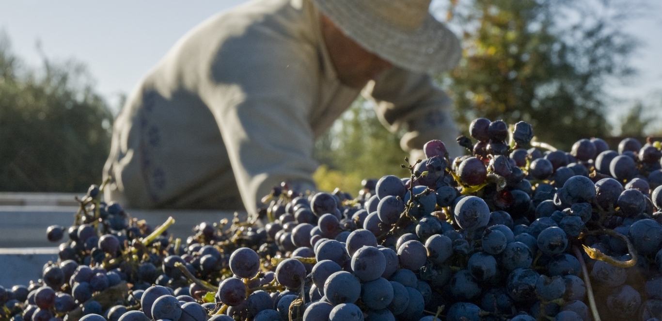 Recolecta de uvas - Vinos - Mendoza