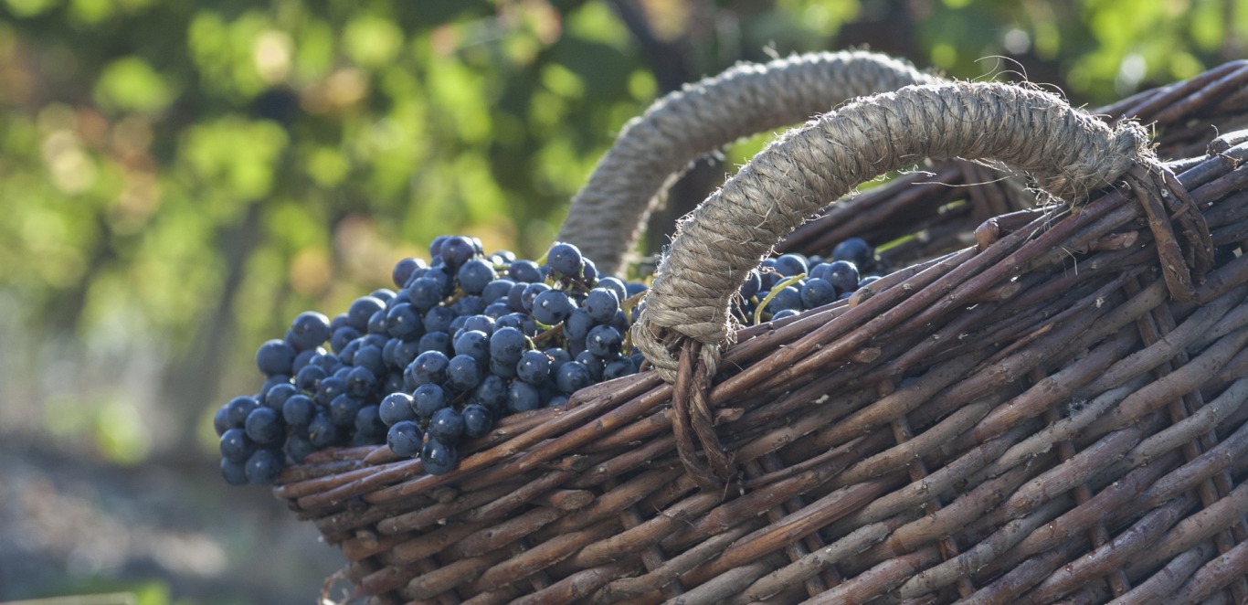 Ruta del Vino - Mendoza