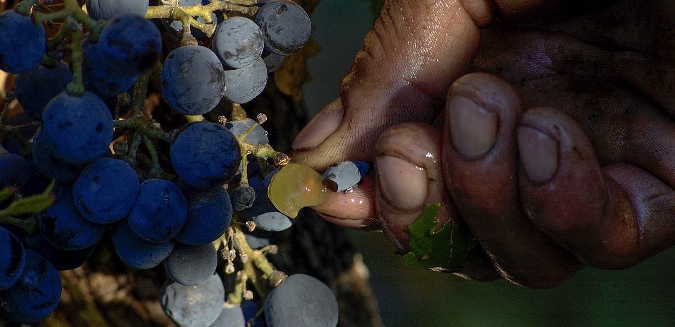 Recolecci&Atilde;&sup3;n de Uvas - Mendoza