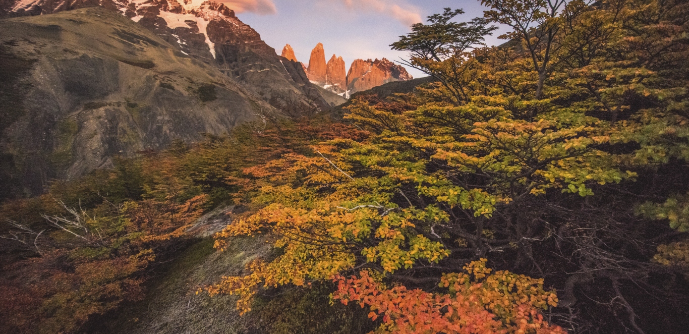 Torres del Paine - Bosque - Chile
