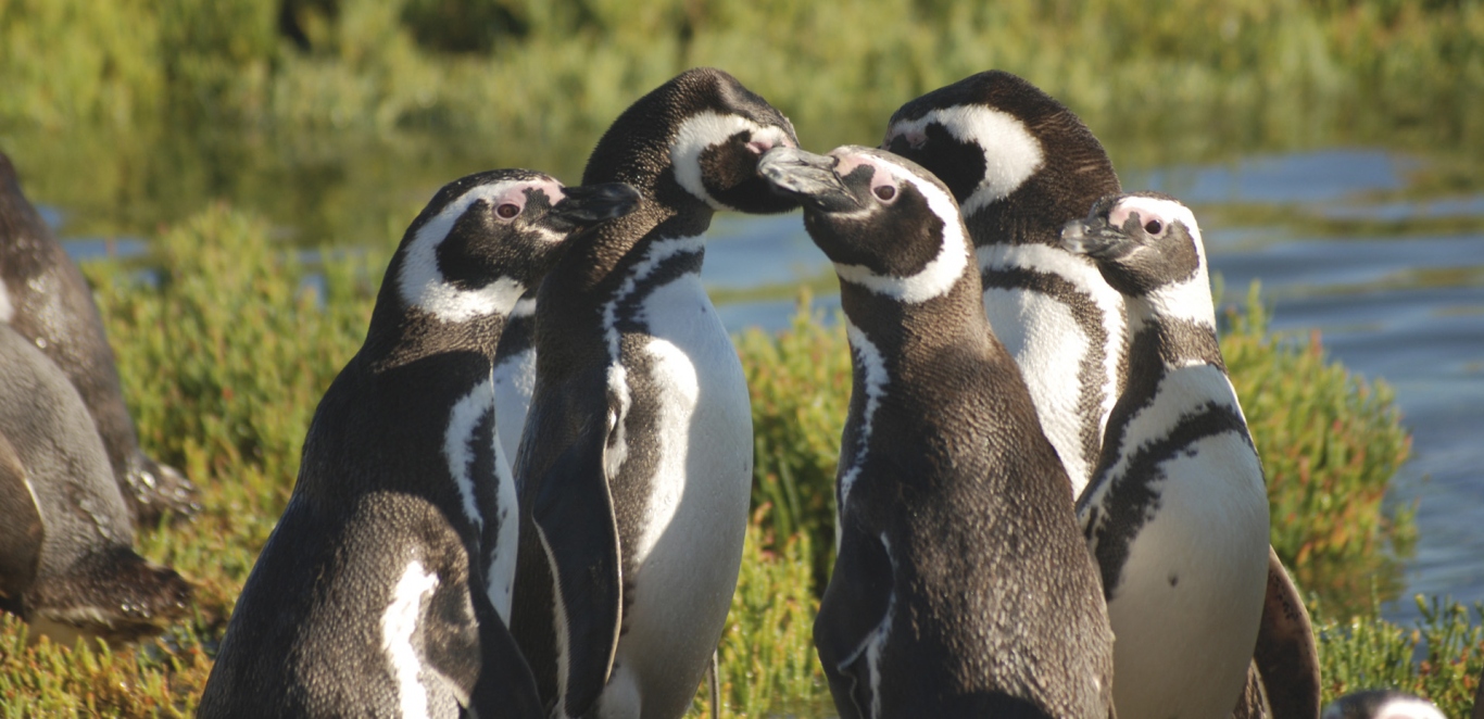 Bahia Bustamante - Chubut - Argentina - Patagonia