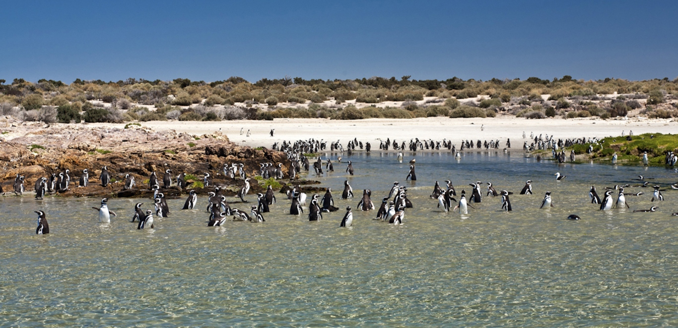 Bahia Bustamante - Chubut - Argentina - Patagonia