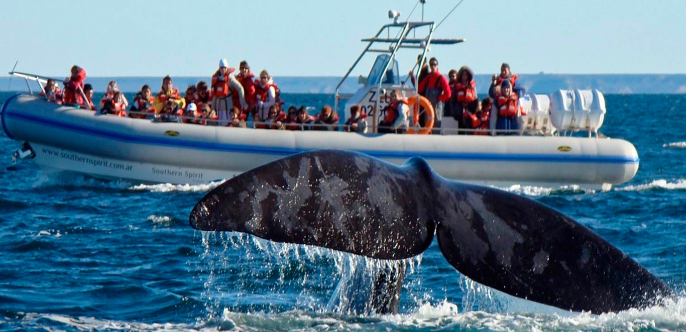 Puerto Madryn Avistaje de ballenas